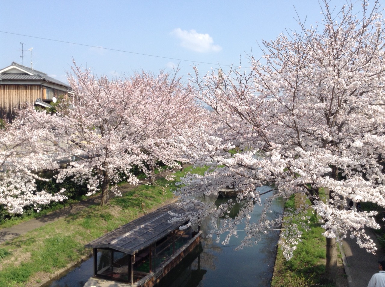 京都 伏見 桜