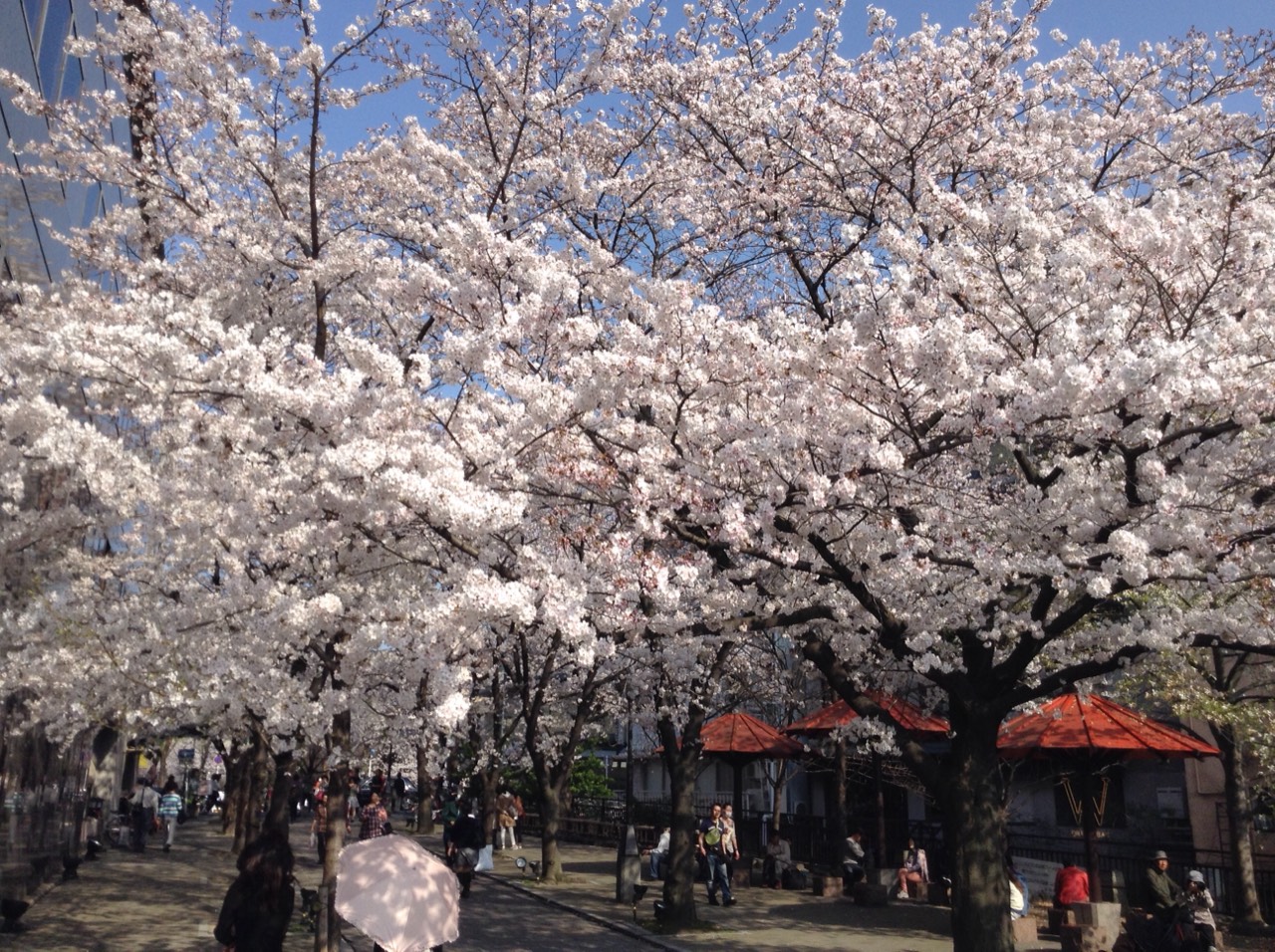 京都 祇園 桜